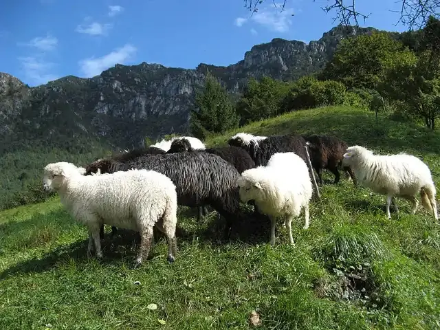 flock of black and white sheep